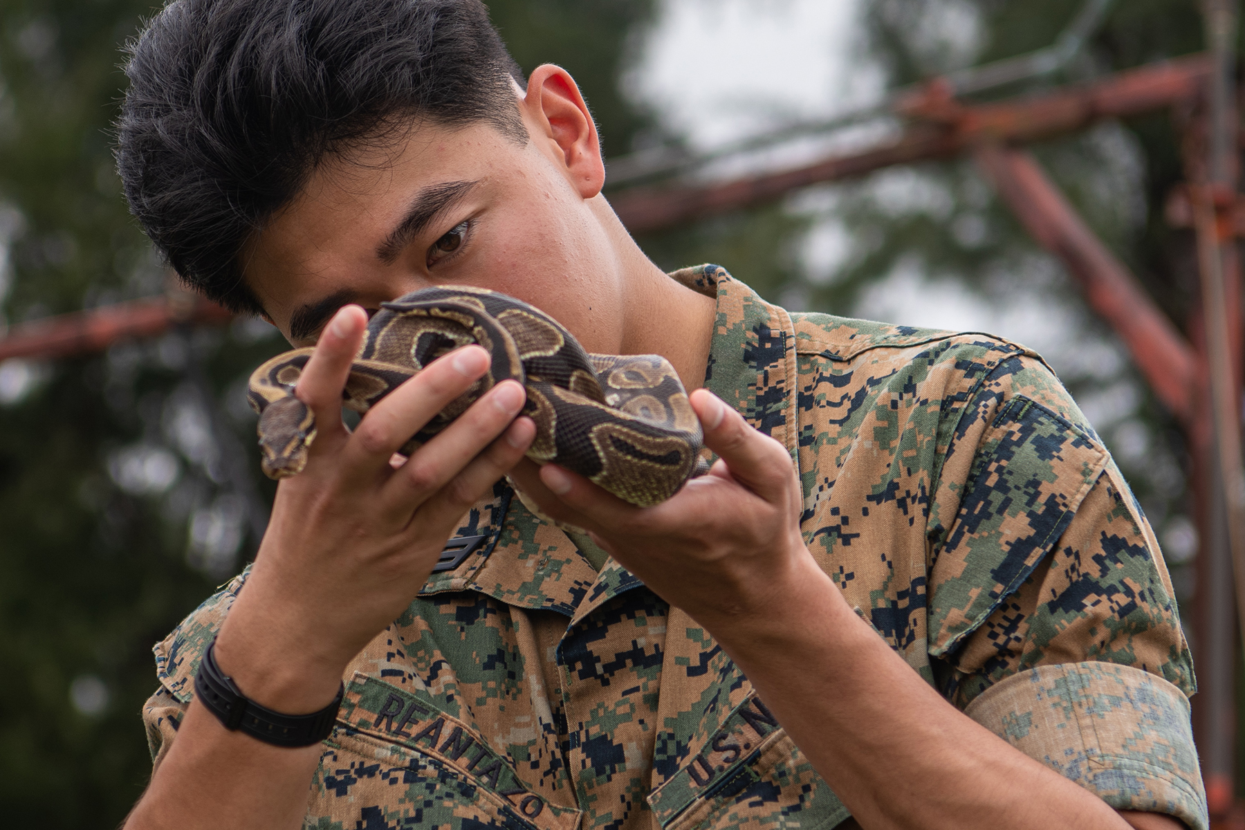 U.S. Navy Seaman Jushtine Reantazo, 3d Medical Battalion preventative medicine unit preventative medical technician, examines a ball python during a subject matter expert exchange at Kadena Air Base, Japan, June 13, 2023. The joint-service SMEE helped share the best practices for handling local wildlife on and off base. (U.S. Air Force photo by Airman 1st Class Catherine Daniel)