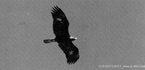 Golden Eagle Photo